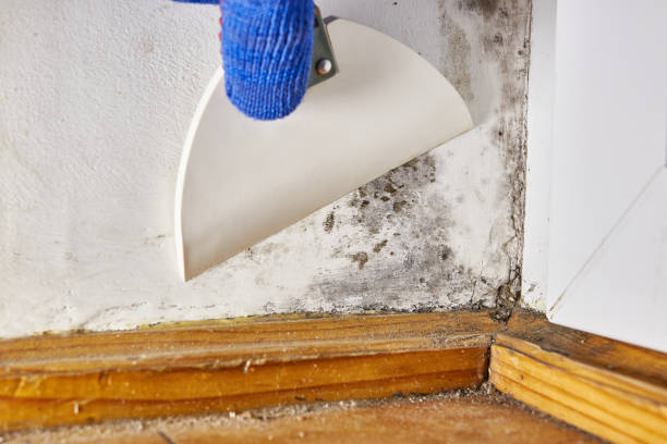 Best HVAC Mold Inspection and Cleaning  in Vinings, GA